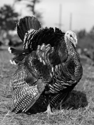 Big Bold Wild Turkey