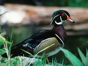 Bold Feathers Wood Duck