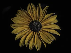 Bold Sunflower