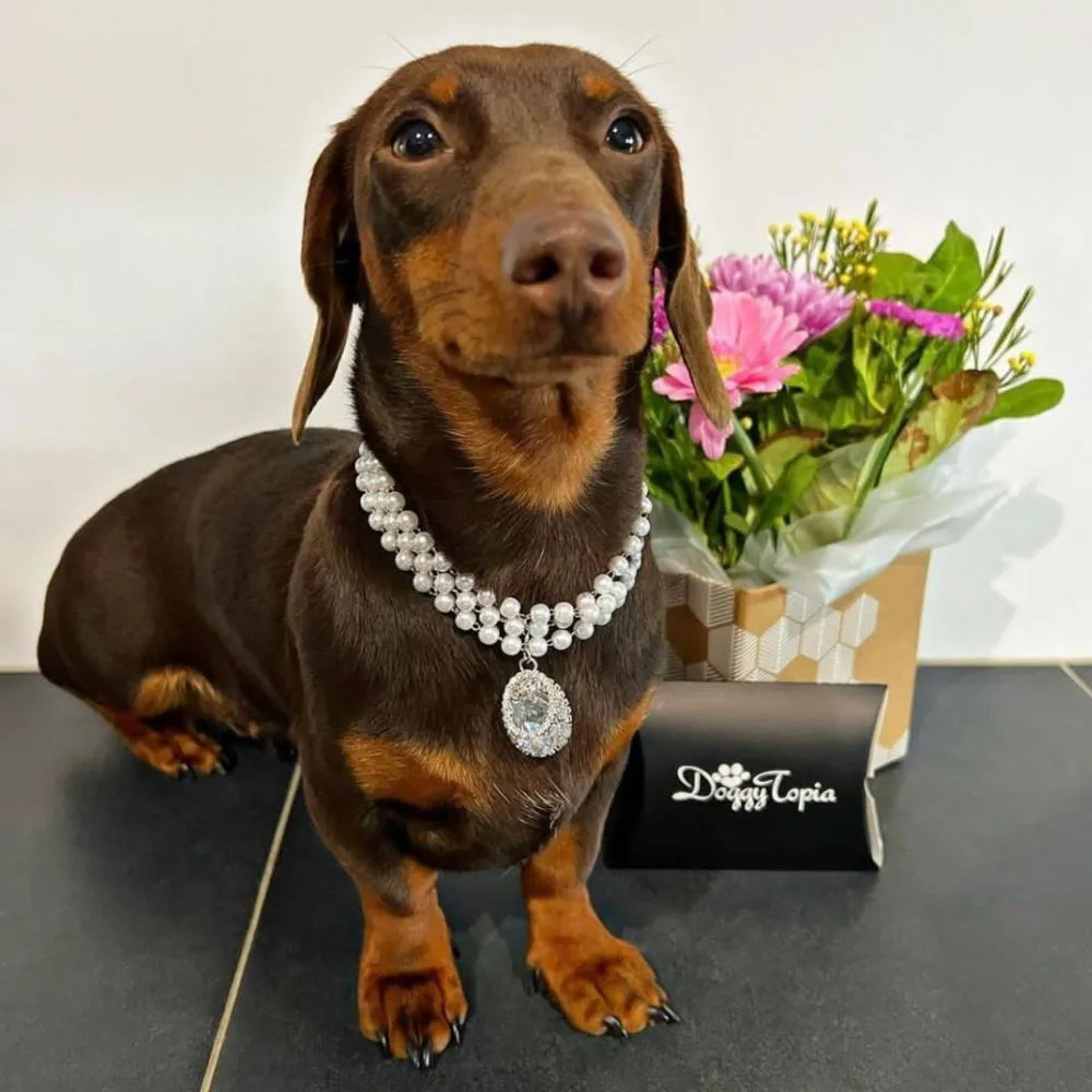 Pearl And Oval Jewel Pendant Dog Necklace