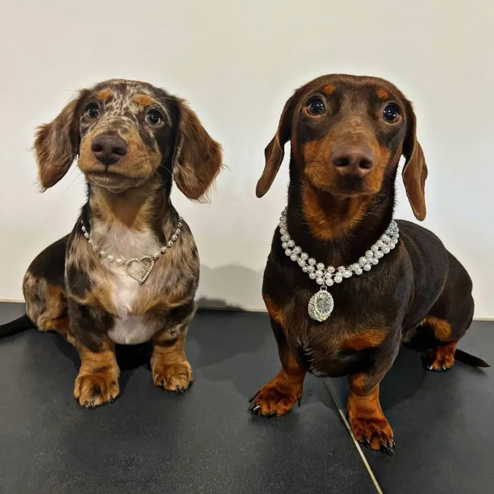 Pearl And Oval Jewel Pendant Dog Necklace