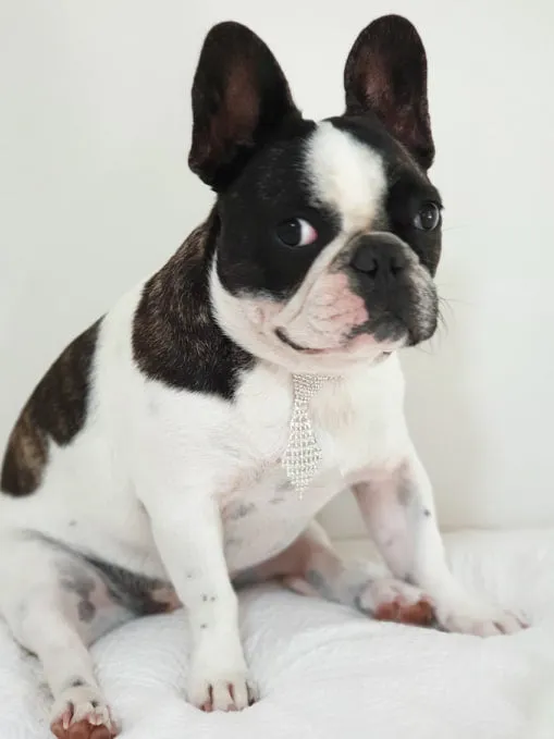 Rhinestone Tie Dog Necklace