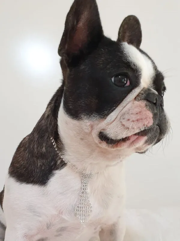 Rhinestone Tie Dog Necklace
