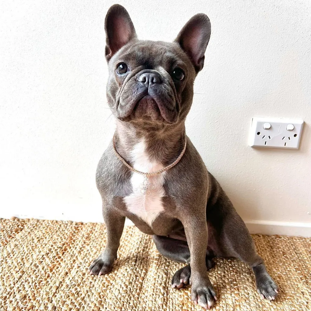 Rose Gold Diamante Flower Dog Necklace